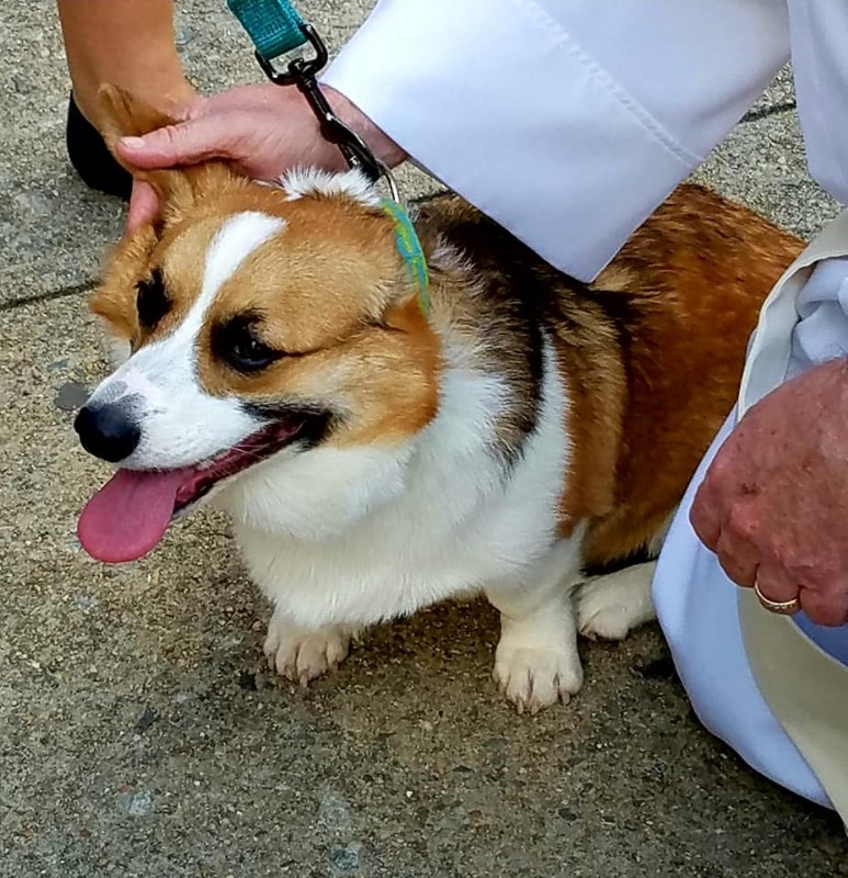 Laura's corgi