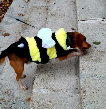 BOO!Bumblebeagle.jpg